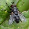 Voria ruralis